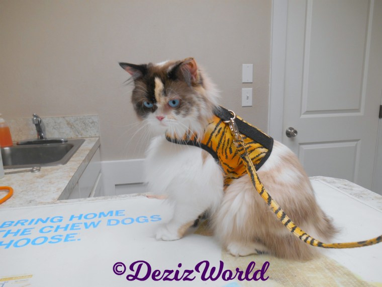 Raena sits on table at vet