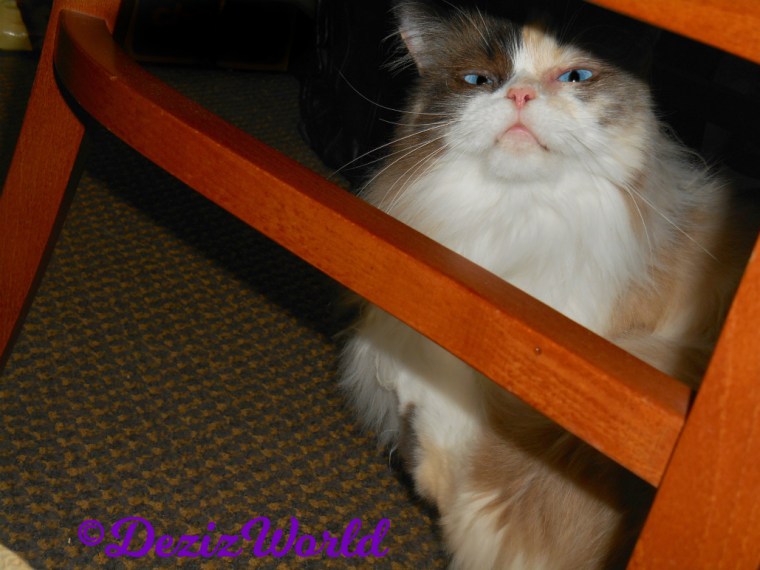 Raena sits under the chair