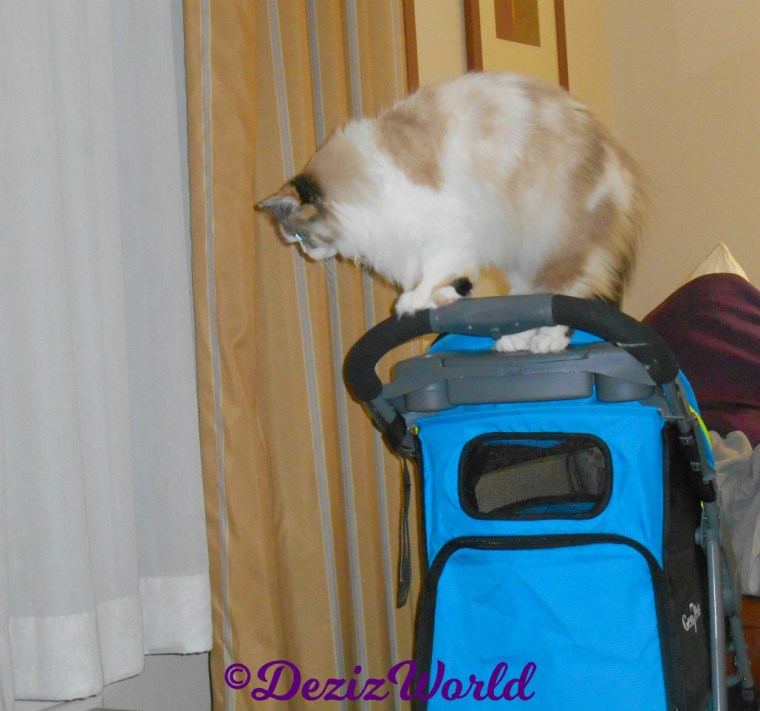 Raena stands on stroller handles