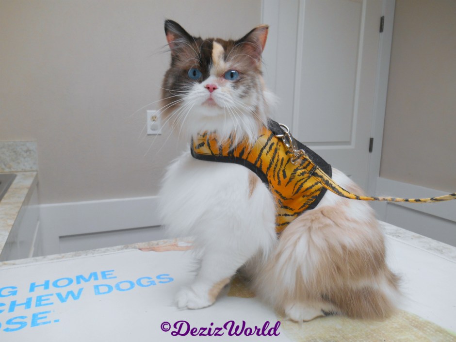 Raena sits pretty on table at vet