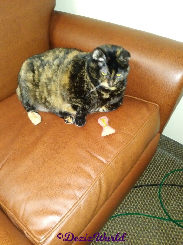 Spook, Nancy's momma cat