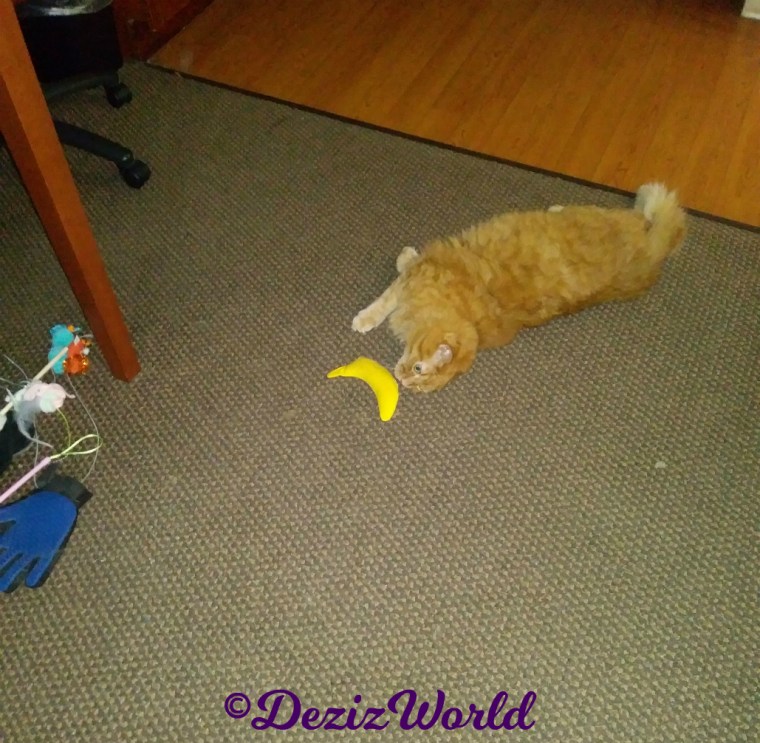 Spook's son, Jubal, Nancy's other cat