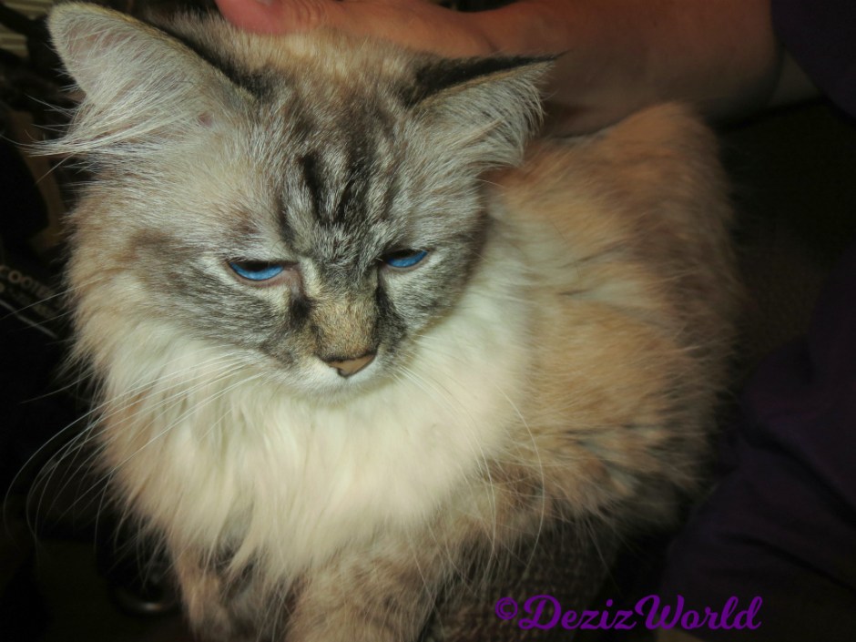 Dezi gets lap loving, selfie