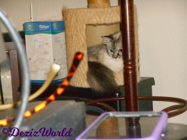 Dezi lays in small perch