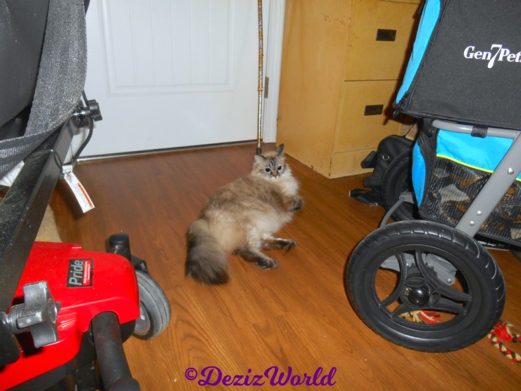 Dezi lays on the floor among the boxes
