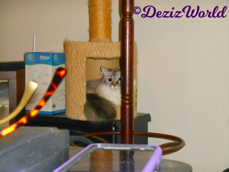 Dezi lays in small perch amid boxes