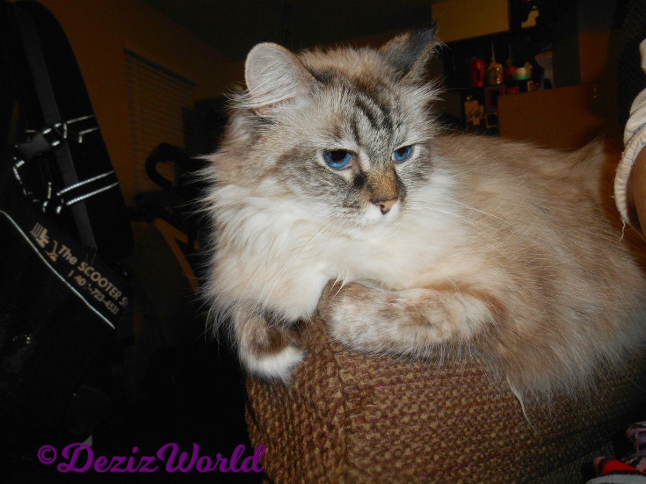 Dezi lays on chair arm