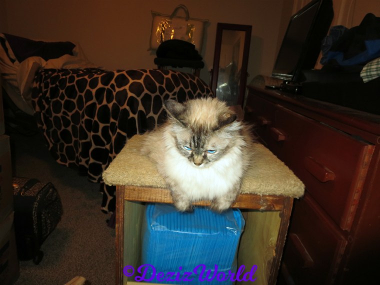 Dezi lays on steps looking down