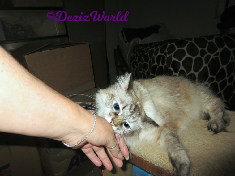 Dezi lays on steps and gives love bite