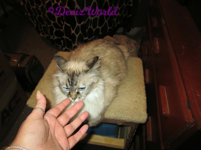 Dezi lays on steps and sniffs hand