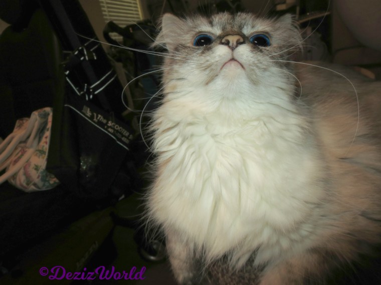 Dezi with wild whiskers