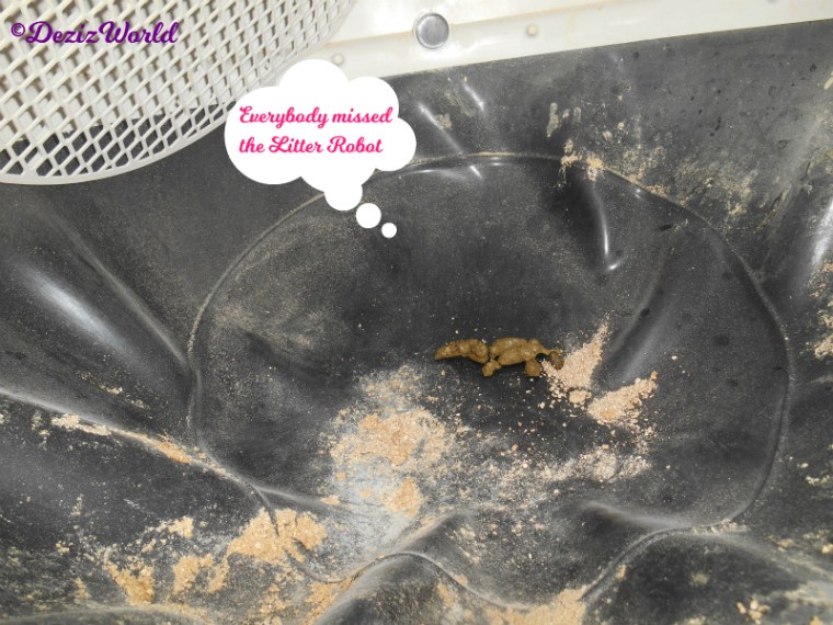 poop in the litter robot immediately after moving back home before litter
