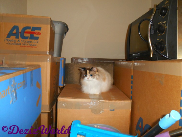 Raena lays on boxes in dining room