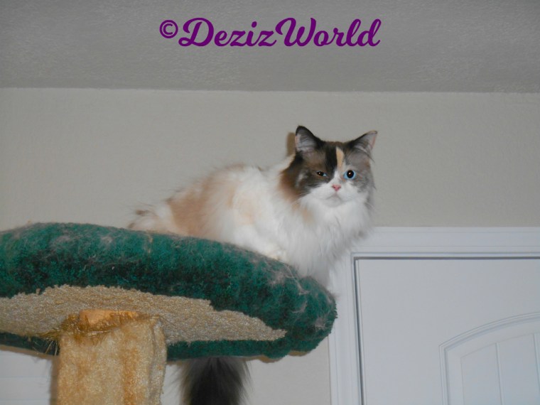 Raena lays atop cat tree, selfie