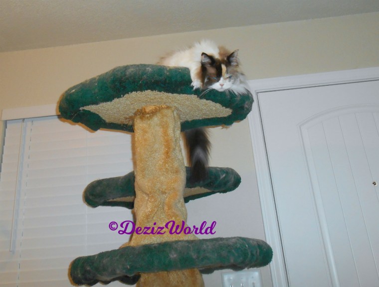 Raena lays atop cat tree
