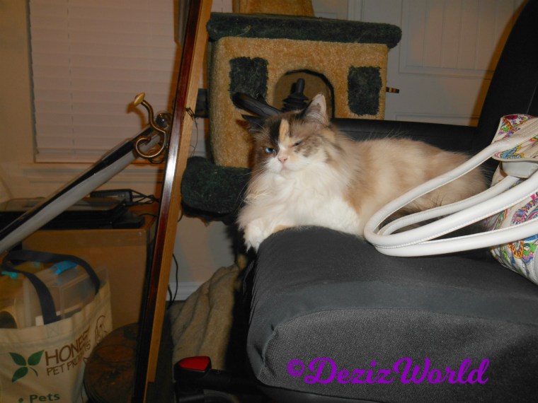 Raena lays in wheelchair