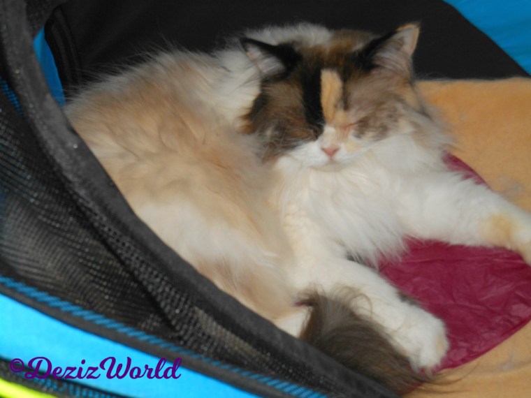 Raena sleeps in stroller