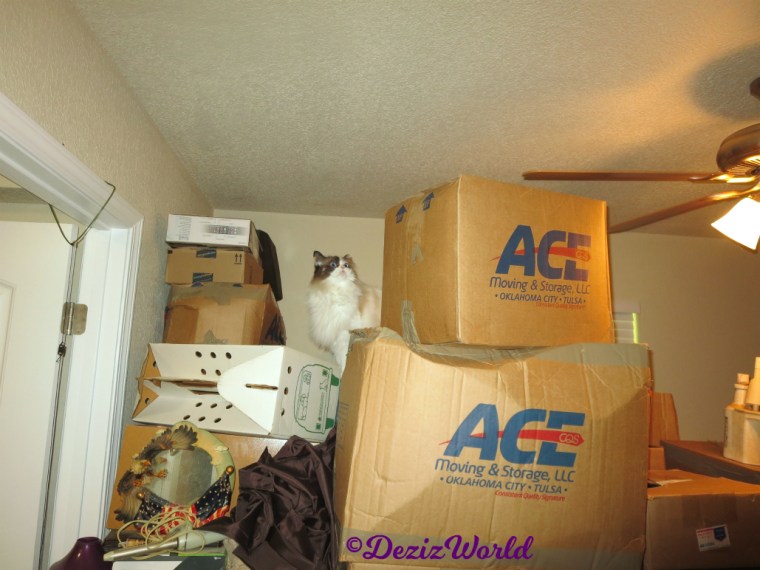 Raena stands on boxes