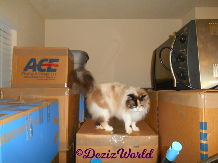 Raena stands on boxes in dining room