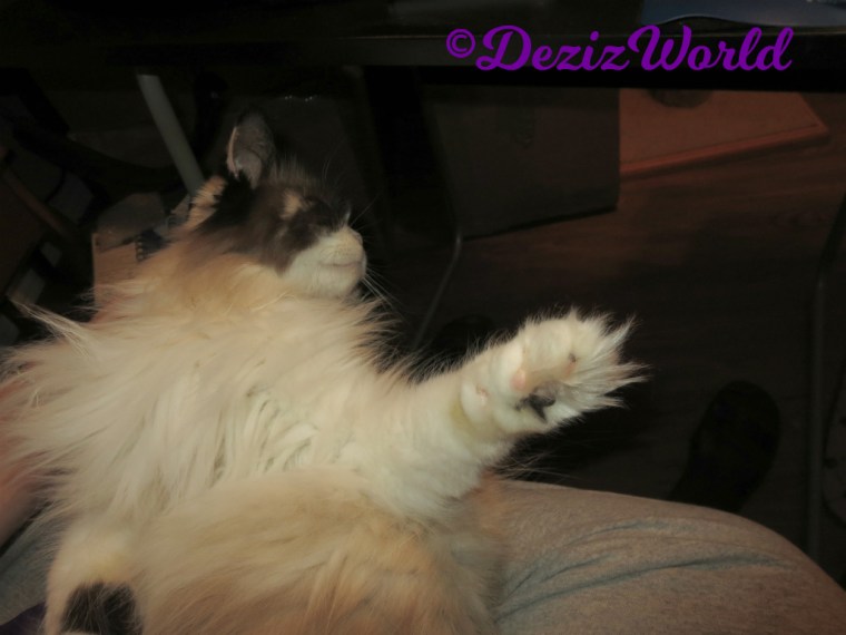 Raena stretches in lap