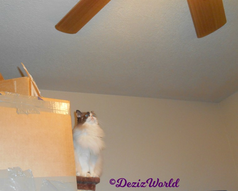 Raena watches the ceiling fan atop boxes