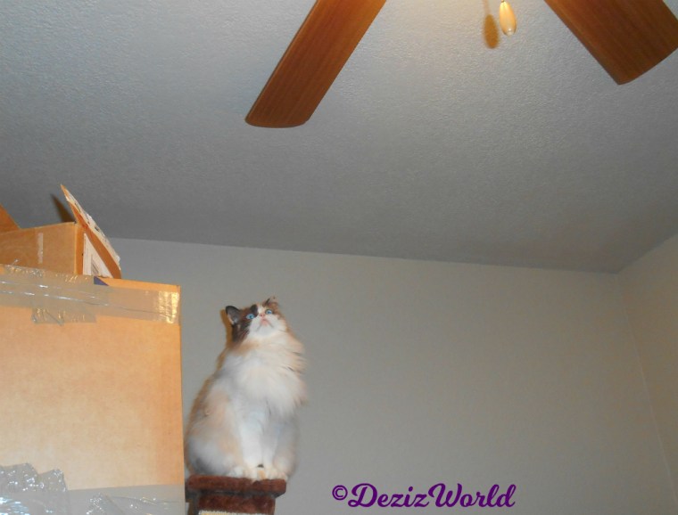 Raena watches the ceiling fan atop boxes