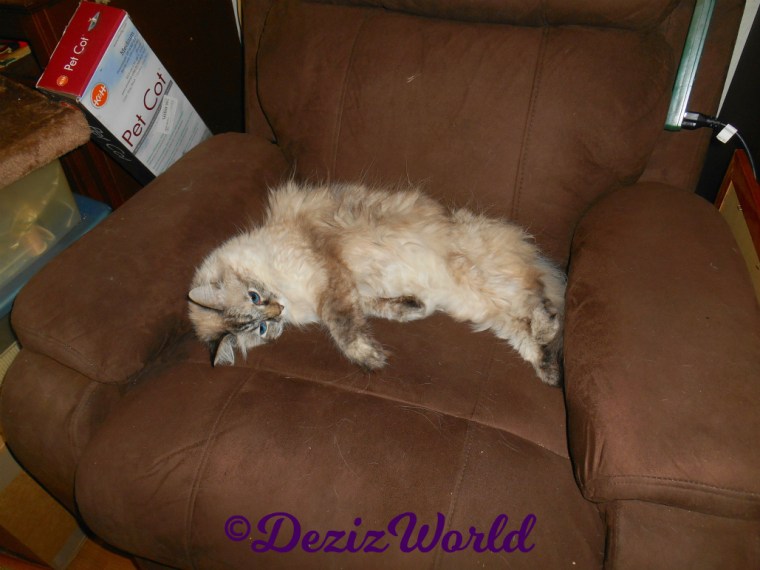 Dezi lays in chair