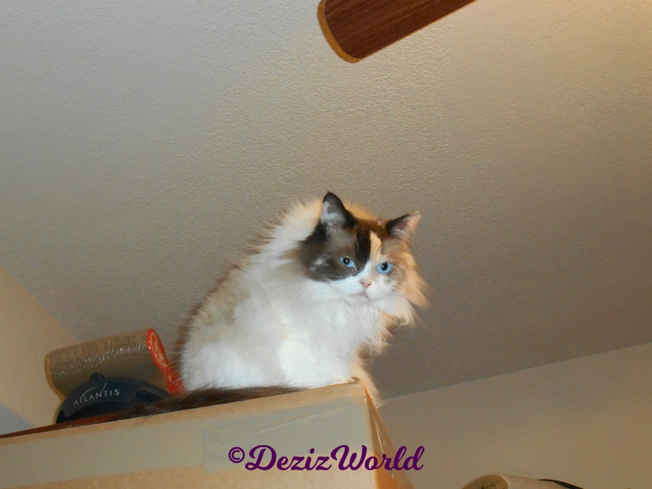 Curious Raena stands on top of box