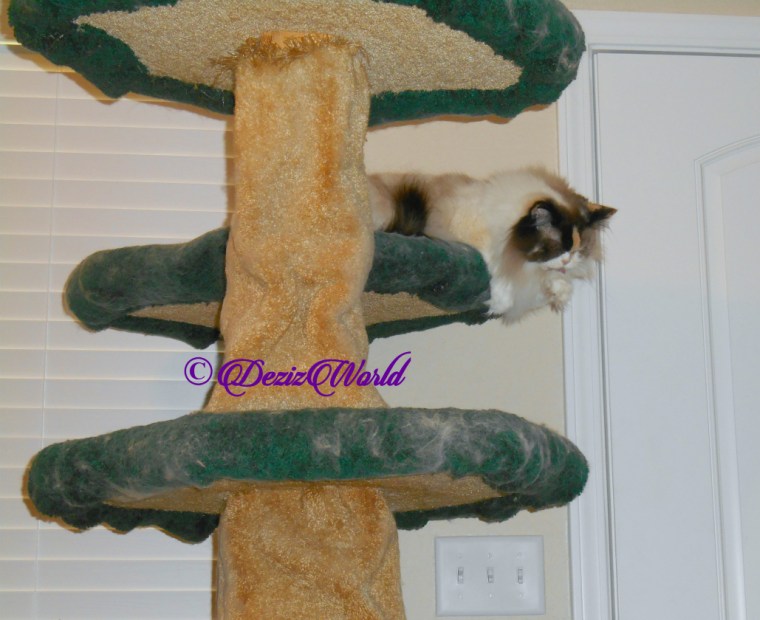 Raena bathes atop the cat tree