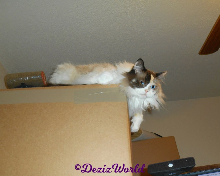 Curious Raena lays atop boxes
