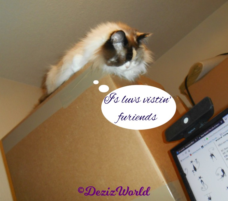 Raena lays atop boxes visiting friends