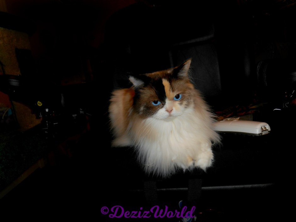 Raena lays in wheelchair