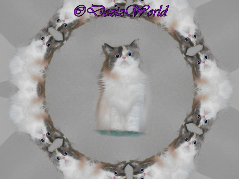 Raena encircled kaleidescope