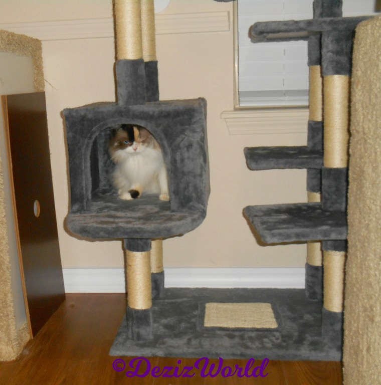 Raena sits in cat tree house