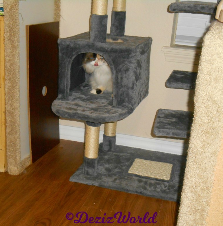 Raena sits in cat tree house tongue out