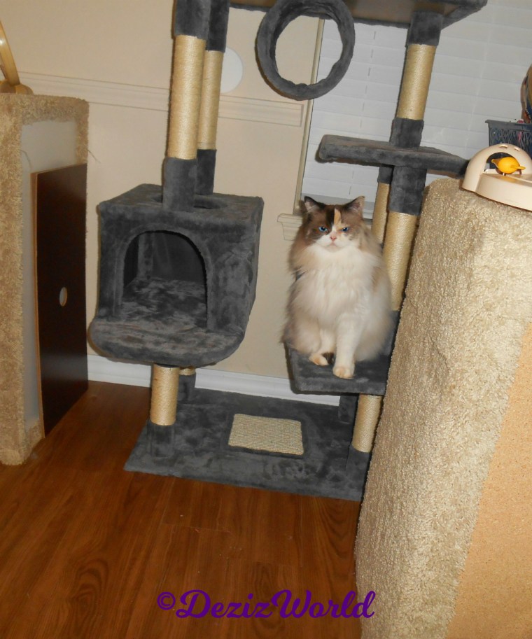Raena sits on cat tree 