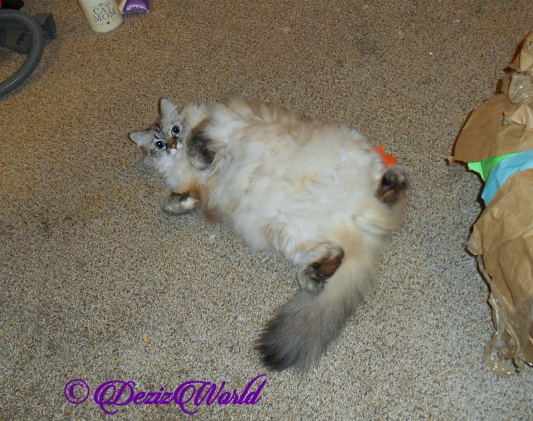 Dezi lays belly up on the bedroom floor