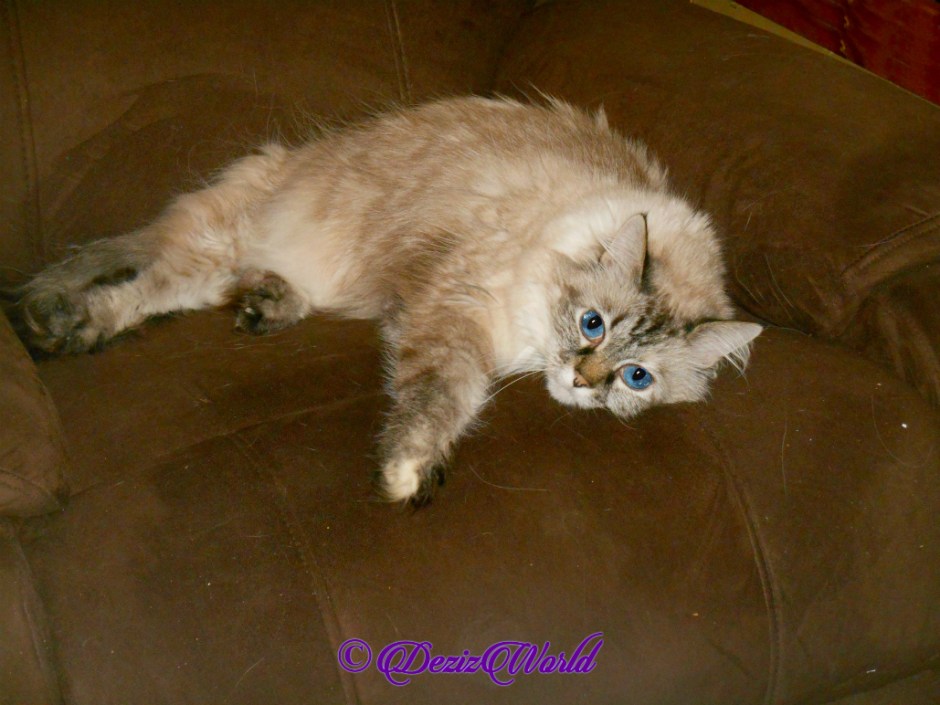 Dezi lays on chair, selfie