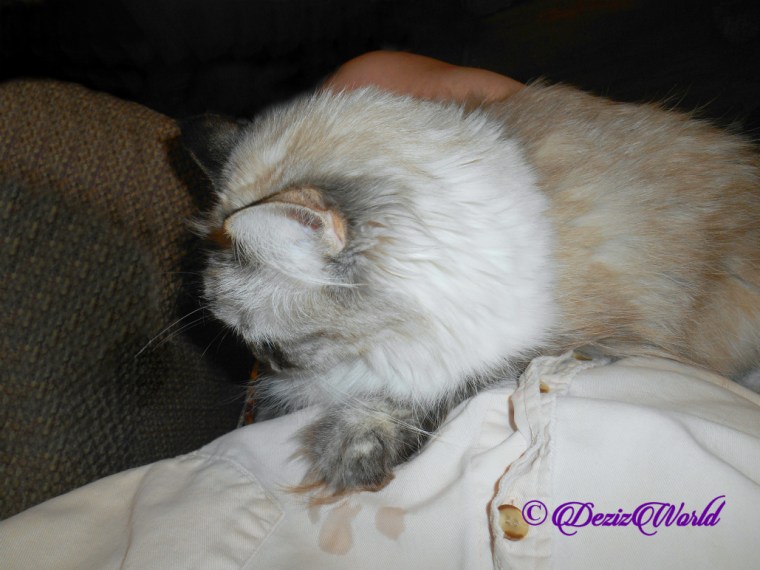 Dezi lays in lap for loving with head down