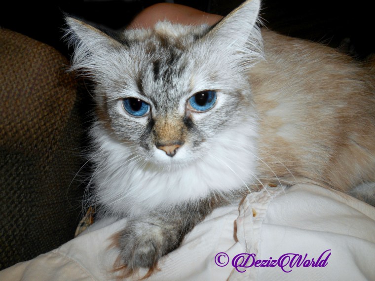 Dezi lays in lap for loving, selfie