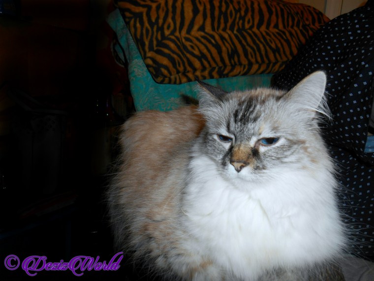 Dezi lays on chair arm