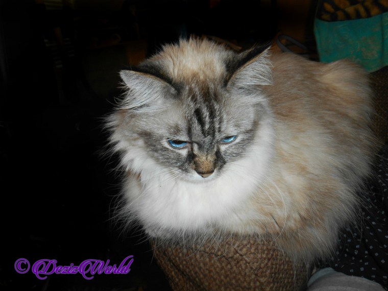 Dezi lays on chair arm, selfie