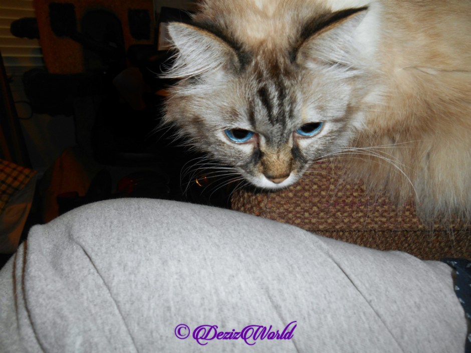 Dezi lays on chair arm, selfie