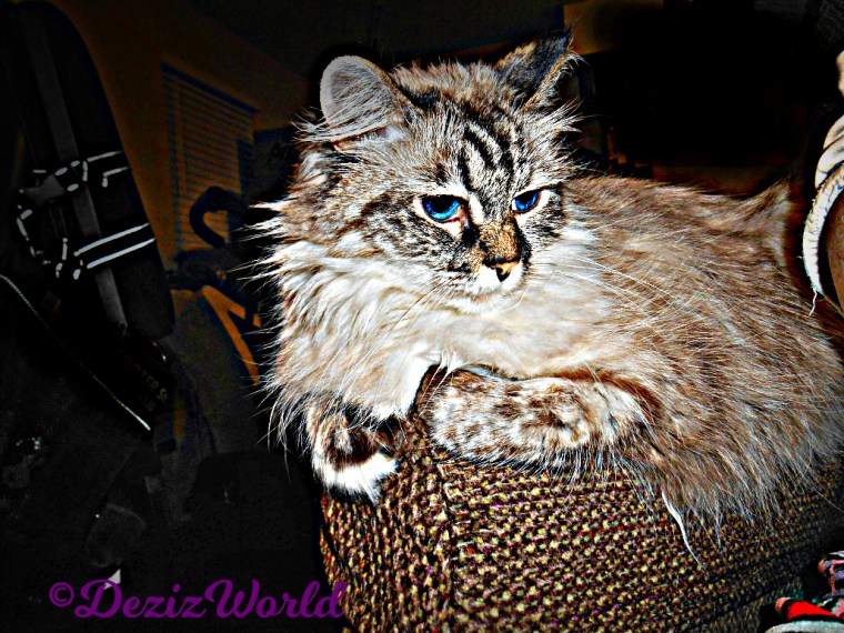 Dezi with HDRish filter