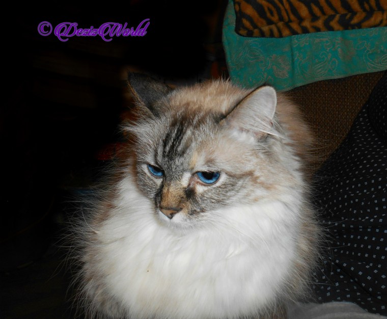 Dezi lays on chair arm, selfie