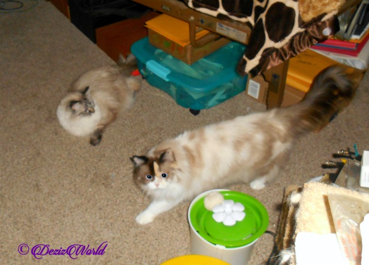 Dezi lays on bedroom floor while Raena walks by