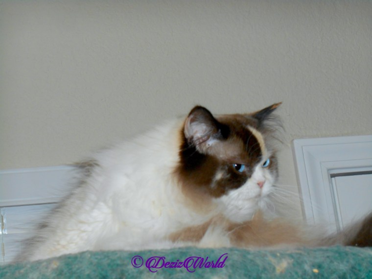 Raena bathes atop cat tree, selfie