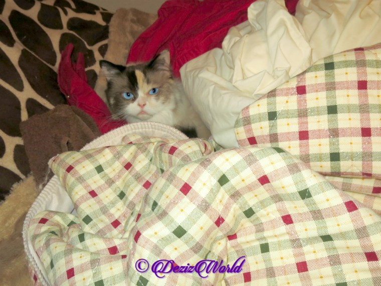 Raena lays in the laundry