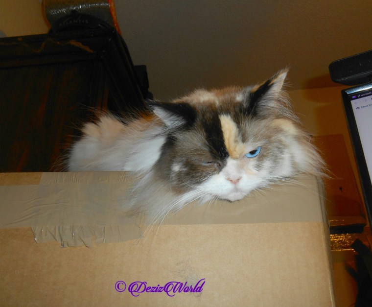 Raena lays on box
