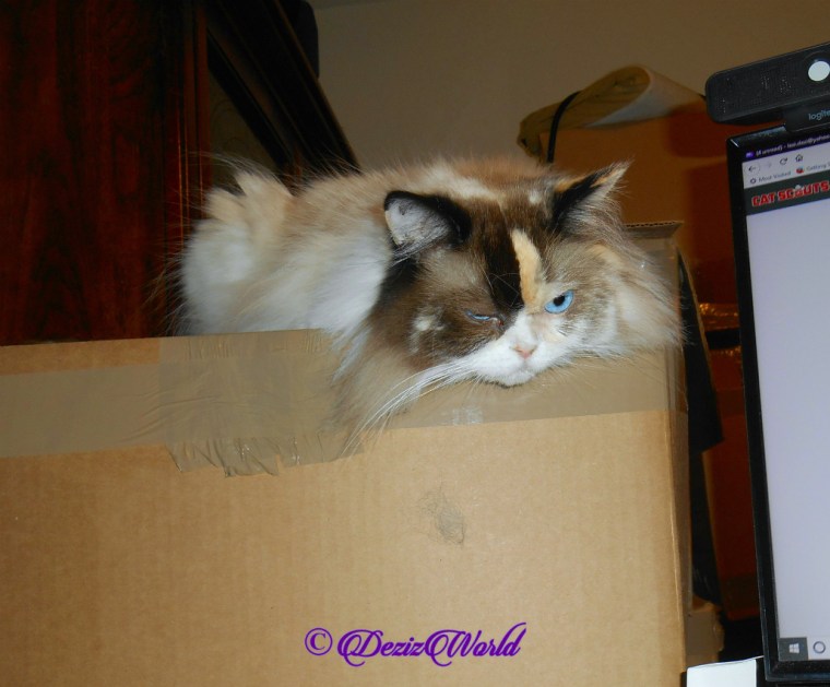 Raena lays on box